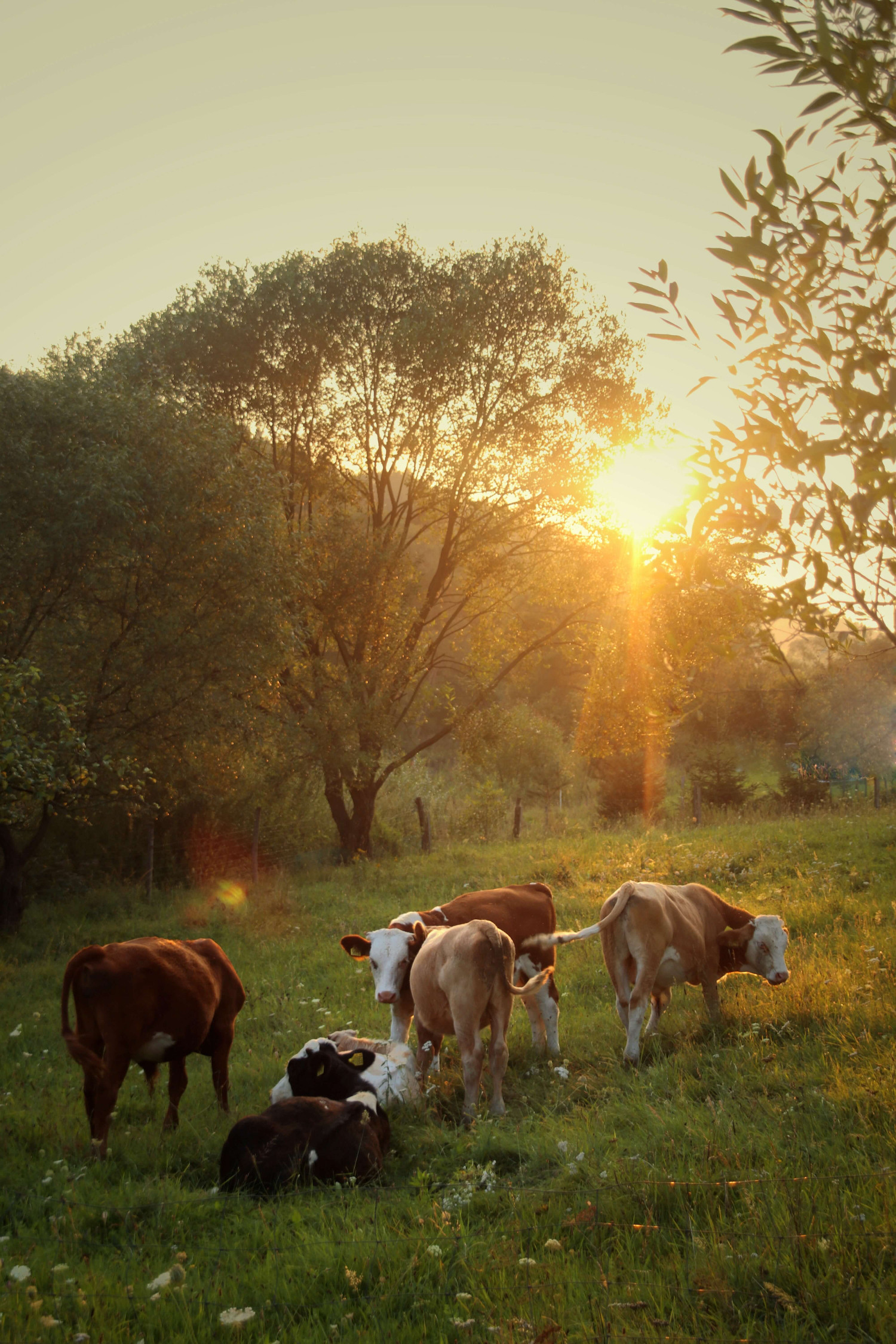 cows in field at sunrise